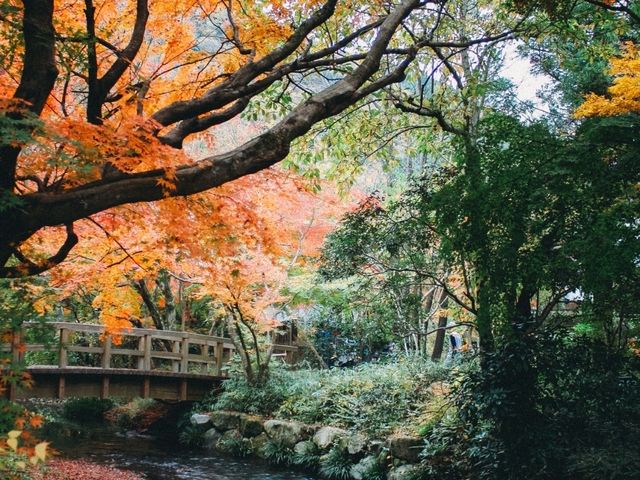 ฤดูใบไม้เปลี่ยนสีที่ Yufuin สวยงาม