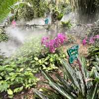 Immersed in Nature: Exploring Yanoda Rainforest in Hainan 