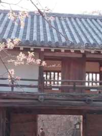 Hikone’s Petal-Perfect Castle Escape