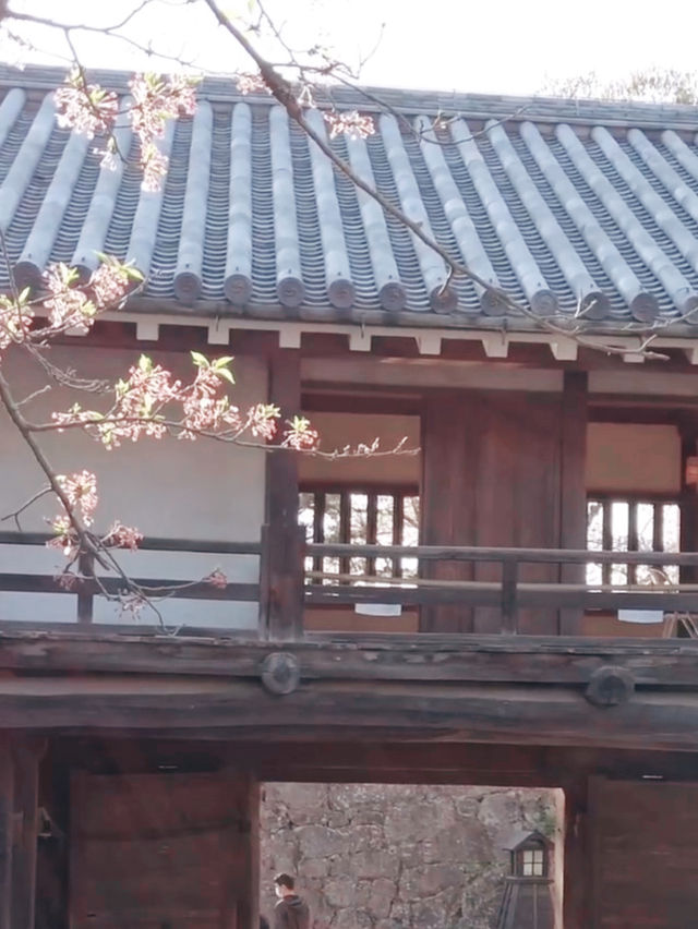 Hikone’s Petal-Perfect Castle Escape