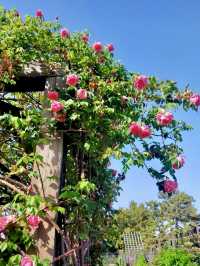 A Slow Stroll Through Sakai – Roses, Sea Breeze & Local Charm