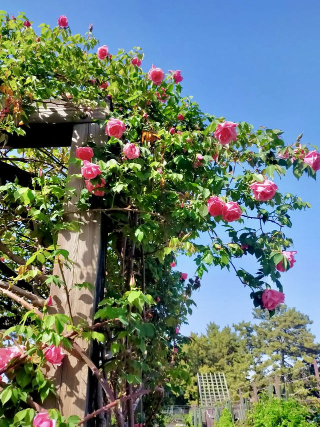 A Slow Stroll Through Sakai – Roses, Sea Breeze & Local Charm