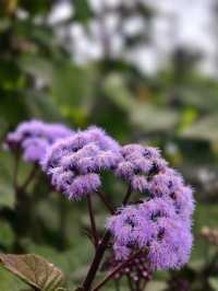 墨爾本花園