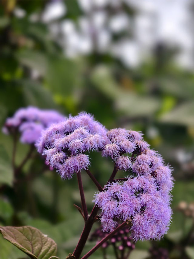 墨爾本花園