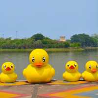 มาถ่ายรูปกับน้องเป็ดเหลือง ที่อุดรกันนน ✨🐤