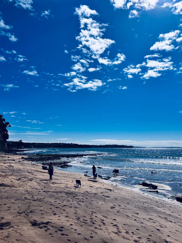 奧克蘭 Murrays Bay｜Churchill Reserve 海邊步道輕散策
