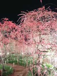 Petals & Lights – A Dreamy Night at Nabana no Sato
