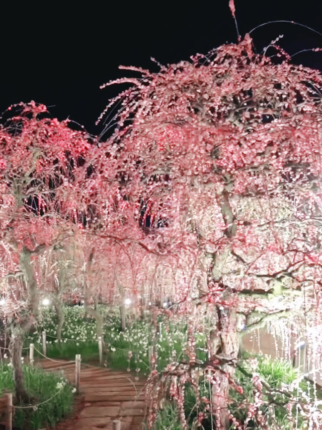 Petals & Lights – A Dreamy Night at Nabana no Sato