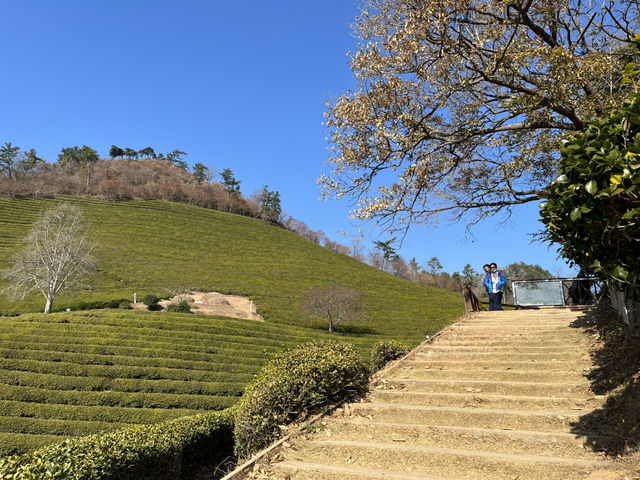 Boseong Tea Plantation – Worth the Journey for These Green Views