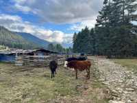 Phobjikha Valley – Blue Skies & Quiet Beauty 