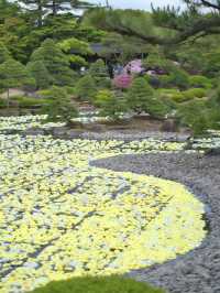 水面に咲き誇る絢爛絵巻🌸💧※観光攻略情報付き