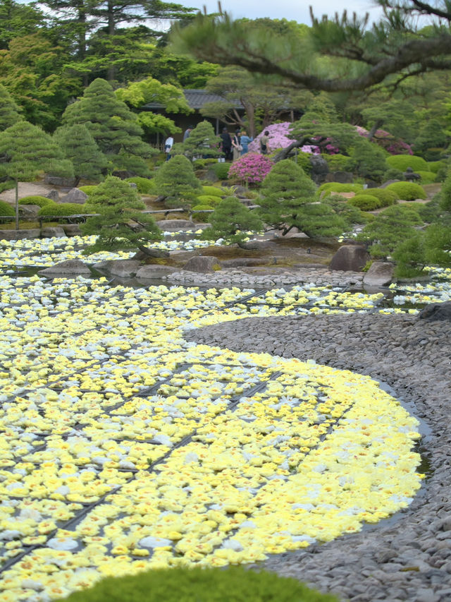 水面に咲き誇る絢爛絵巻🌸💧※観光攻略情報付き