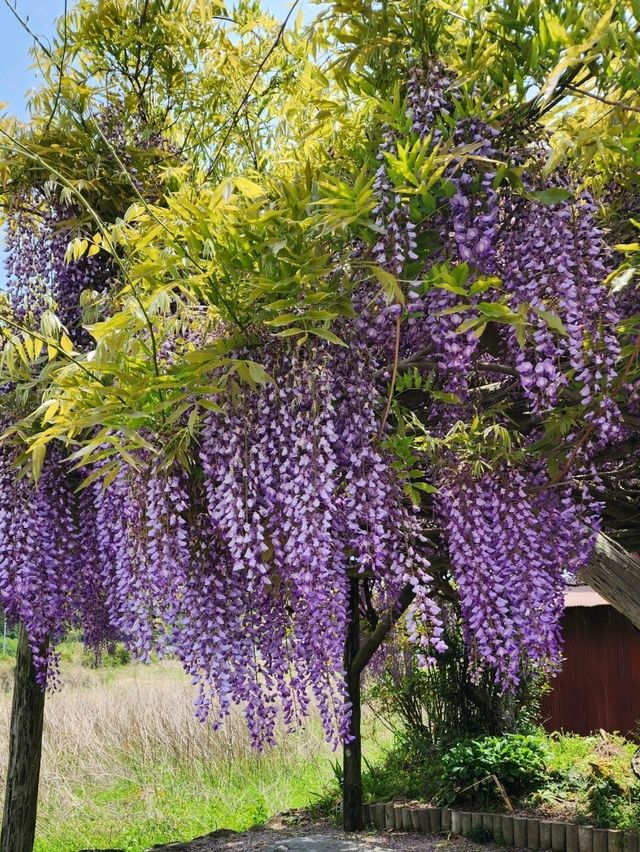 【山口グルメ】美祢市於福･朝日館