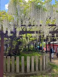 大阪｜到葛井寺看紫藤白藤 1300年11面千手觀音神像近距離參拜