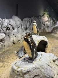 沖繩｜麻雀雖小、五藏俱全，DMM水族館主打互動體驗