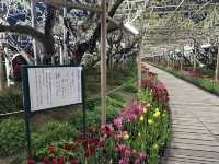 สวนดอกไม้ ตระการตา ใกล้โตเกียว