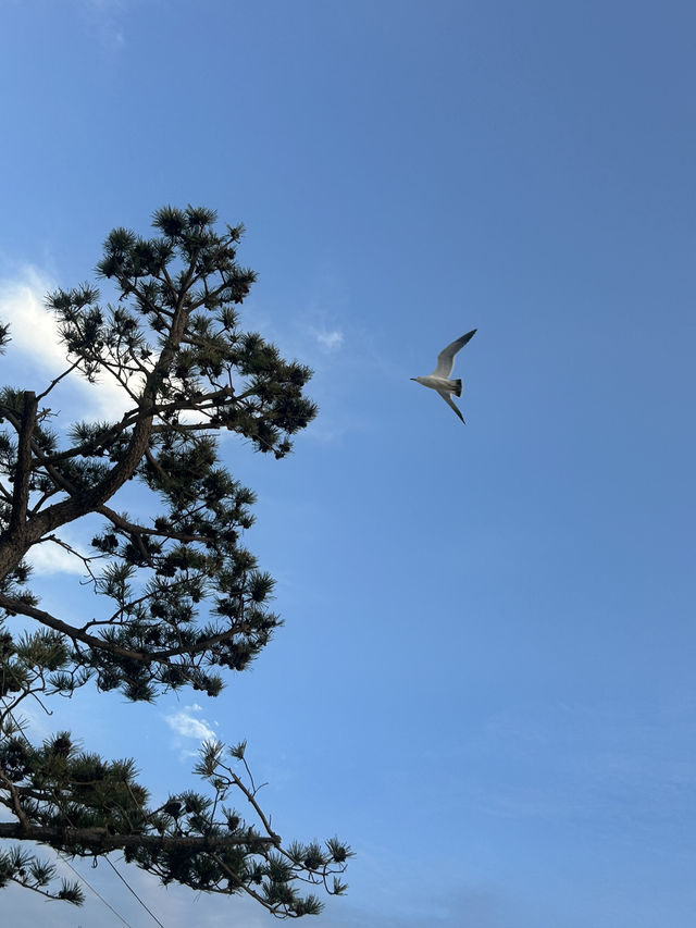 🏖️ 서해의 일몰 명소, 꽃지해수욕장