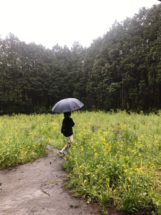 비오는날 제주, 완벽한 코스