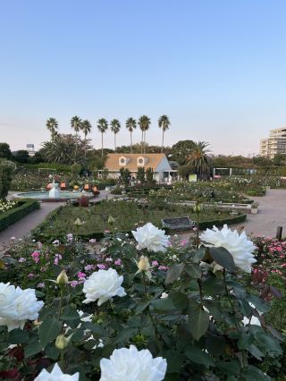 🌹【Yatsu Rose Garden in Narashino, Chiba】A serene early summer moment surrounded by colors and fragrances