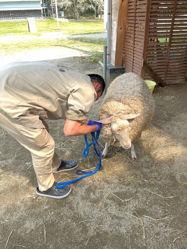 日本親子遊🇯🇵東京近郊，放羊體驗，千本松牧場🐴🐰🐄🐃🐑