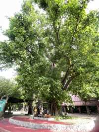 สถานที่ปฎิบัติธรรมจังหวัดสระบุรี วัดเขาวง