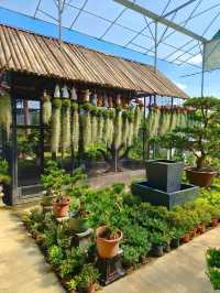 Succulent Paradise in Hong Kong – Budget-Friendly Find