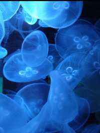 新潟市にある「マリンピア日本海」は、日本海側最大級の水族館
