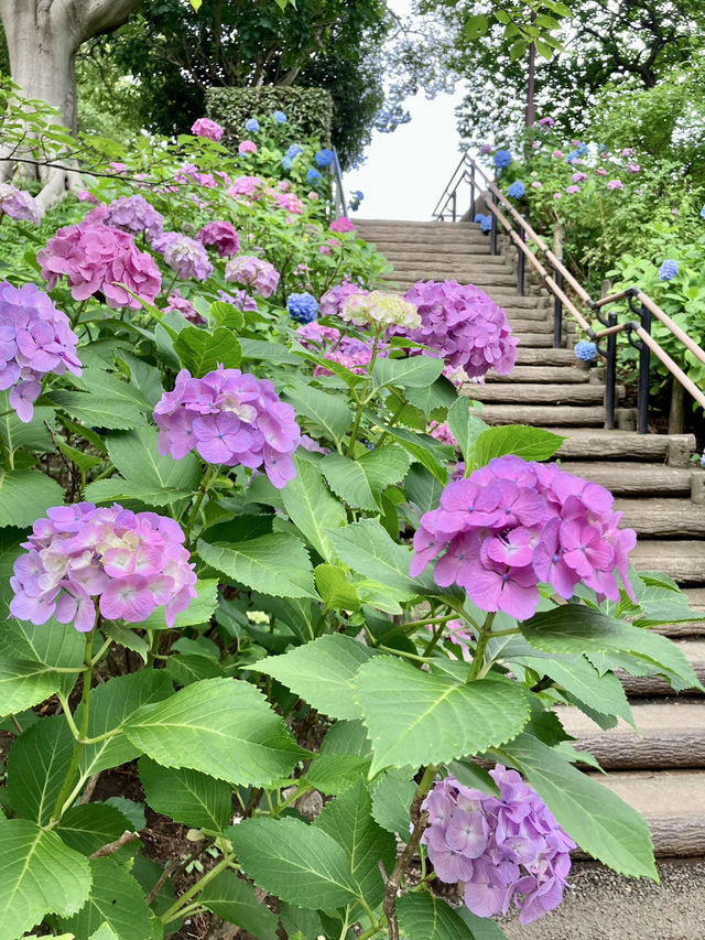 繡球花@多摩川台公園 繡球花@多摩川台公園