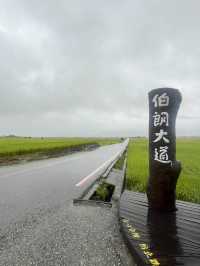 💦雨天版伯朗大道｜金城武樹水鏡奇景 ，其實遺憾也是旅途的一部分！