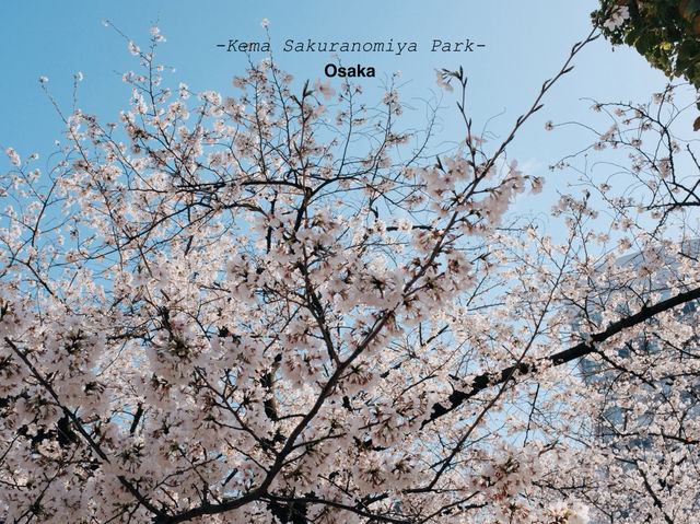 แจกพิกัดชมซากุระที่โอซาก้า Kema Sakuranomiya Park