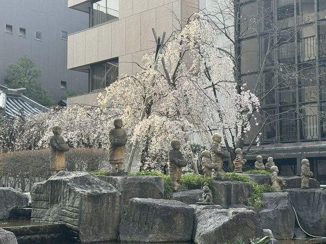 京都鬧市中的賞櫻名所🌸
