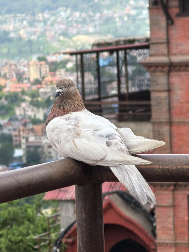 Monkey Temple, The Giant Dome famous stupa in Kathmandu
