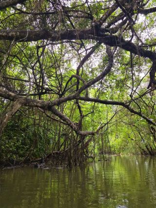 Jungle Cruise