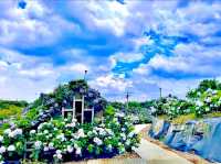 高家繡球花田