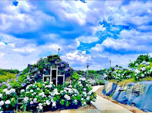 高家繡球花田