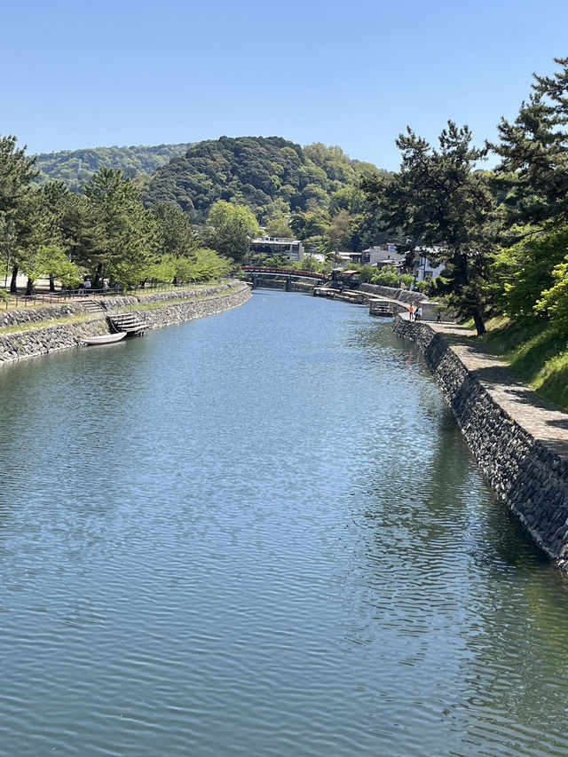 🌿 A Day by the Kamo River: Kyoto’s Calm in Motion 🏞️⛅