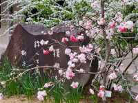 神戶鬧區內的櫻花秘境/生田神社
