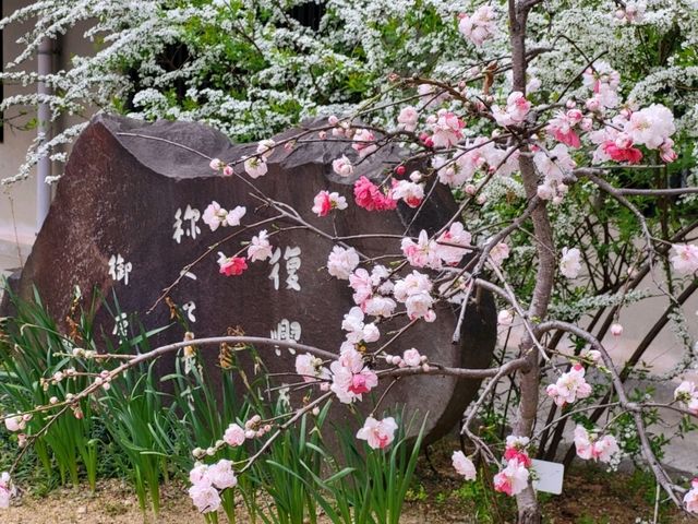 神戶鬧區內的櫻花秘境/生田神社