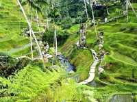 Discover the Charms of Alas Harum Bali