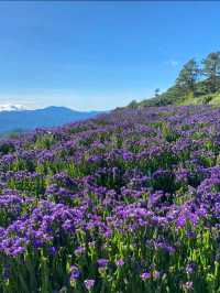 Flower Hills in the North: Northern Blossom Farm
