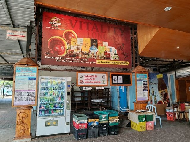 Exploring Gano Farm: A Wonderful World of Mushrooms