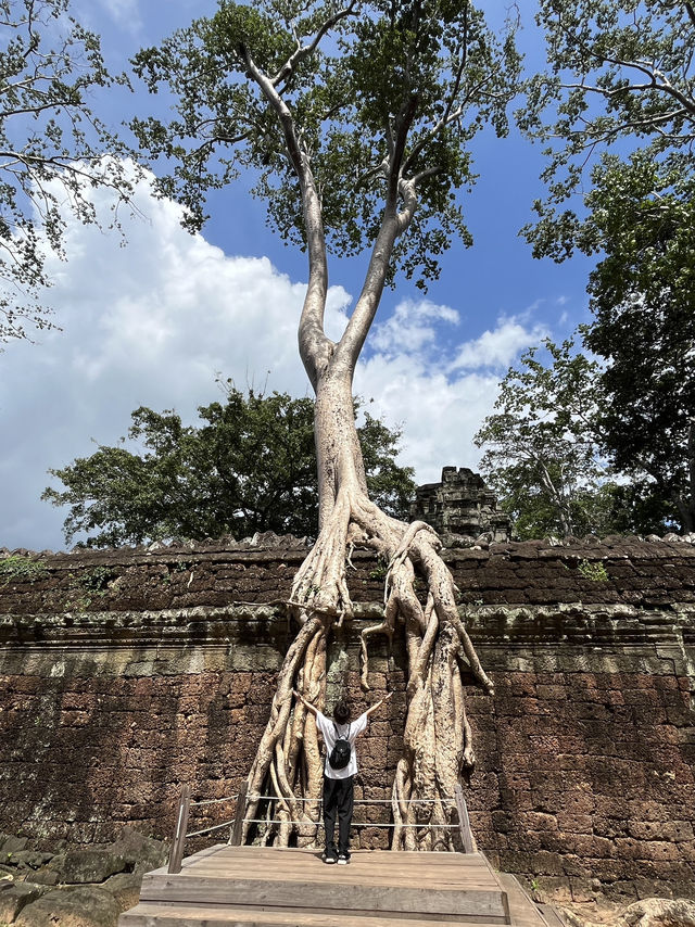 🧝‍♀️ Tomb Raider Vibes at Ta Prohm, Angkor Wat