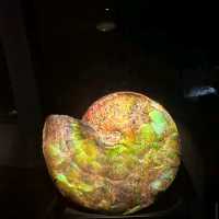 Perot Museum of Nature and Science – Dallas