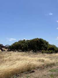 🌳 Western Australia’s Famous Sideways Tree – Nature’s Curveball 😲🌬️