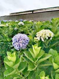 萬清花村