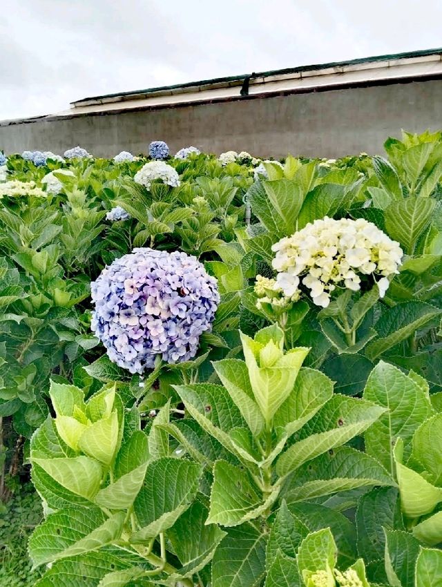 萬清花村