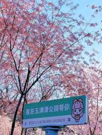 Yuyuantan Park Cherry Blossoms – Beijing’s Most Romantic Spring Spectacle
