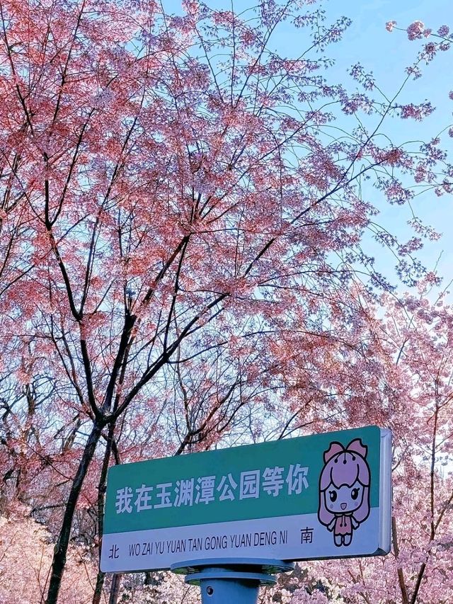 Yuyuantan Park Cherry Blossoms – Beijing’s Most Romantic Spring Spectacle