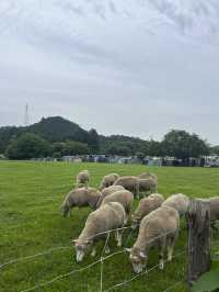 【神奈川県】入場無料の広々牧場🐮