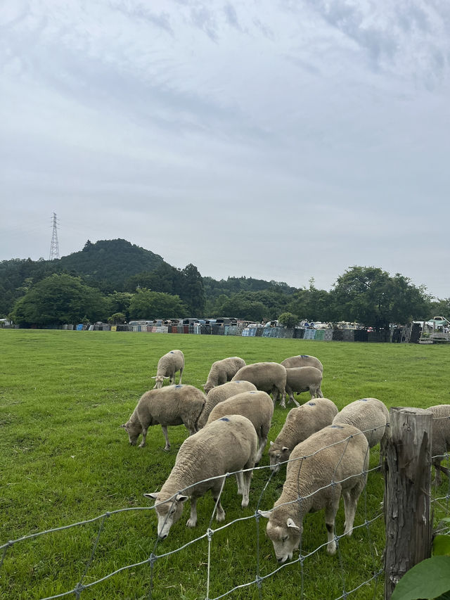 【神奈川県】入場無料の広々牧場🐮